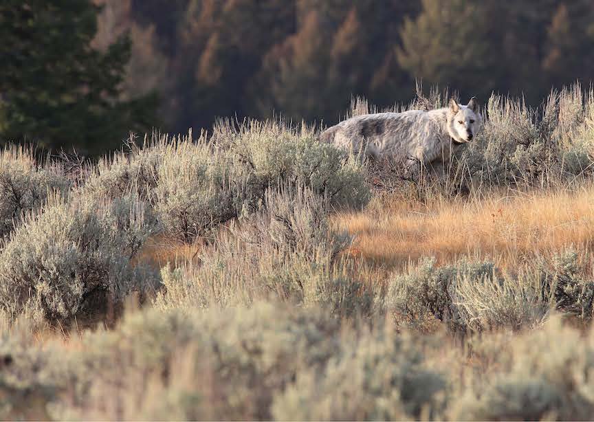 Yellowstone WY USA Wolf in Forest