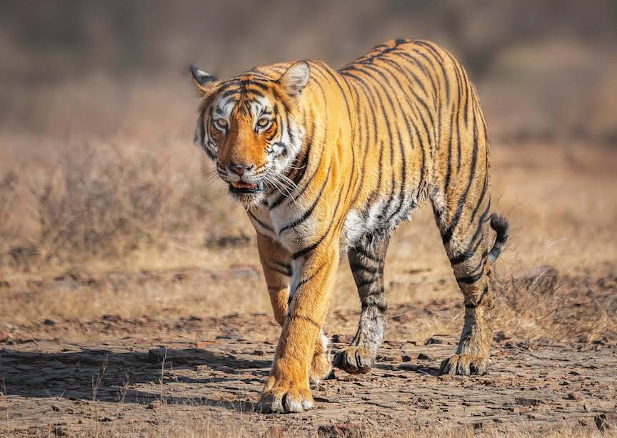 India Tiger Walking