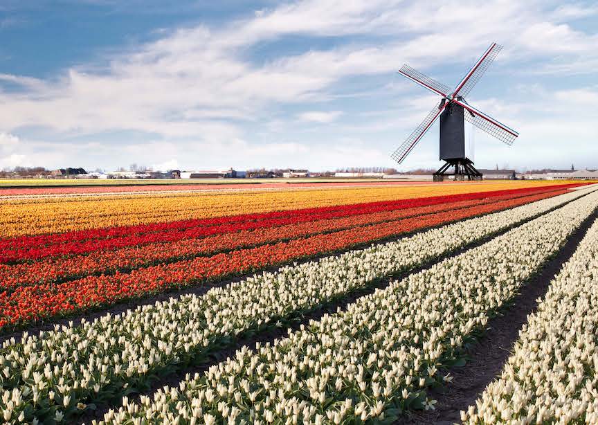 Netherlands multicolor tulip field with windmill
