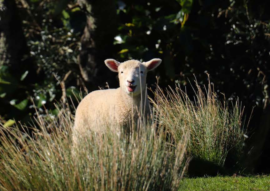 New Zealand smiling sheep 