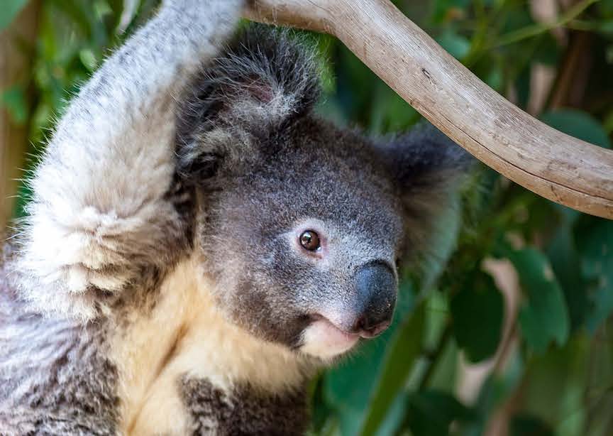 Australia koala hanging in tree