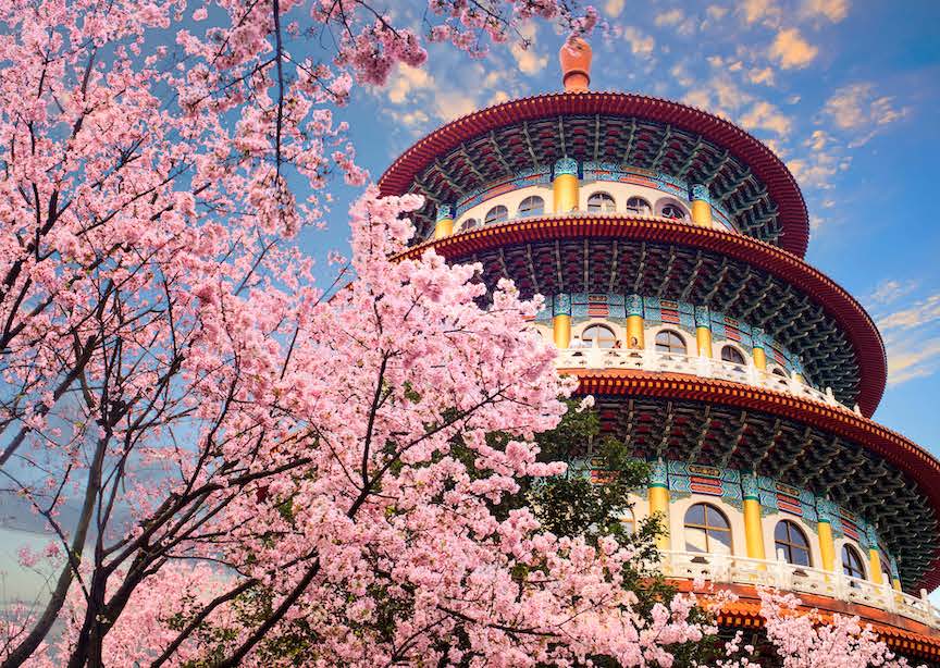 Taiwan architecture and spring blossom